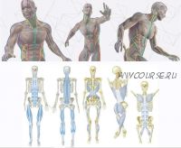 Секреты анатомии: путешествие по миофасциальным меридианам , часть 7 из 10 (Томас Майерс)