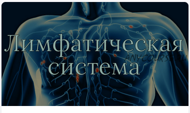 [AnatomyEducation] Модуль 9. Сердечно-сосудистая и лимфатическая система (Эдгар Кафаров)