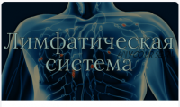 [AnatomyEducation] Модуль 9. Сердечно-сосудистая и лимфатическая система (Эдгар Кафаров)