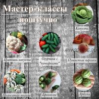 Набор мастер-классов 'Лепка овощей' (manufruktura)