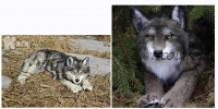Видео курс 'Реалистичный волк' (Катя Лейт)