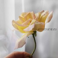 [Где торт?] Сахарный цветок Садовая Роза (Евгения Бочарова)