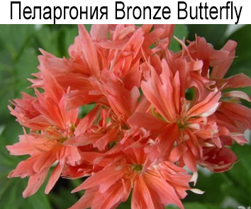 Пеларгония стеллар Bronze Batterfly