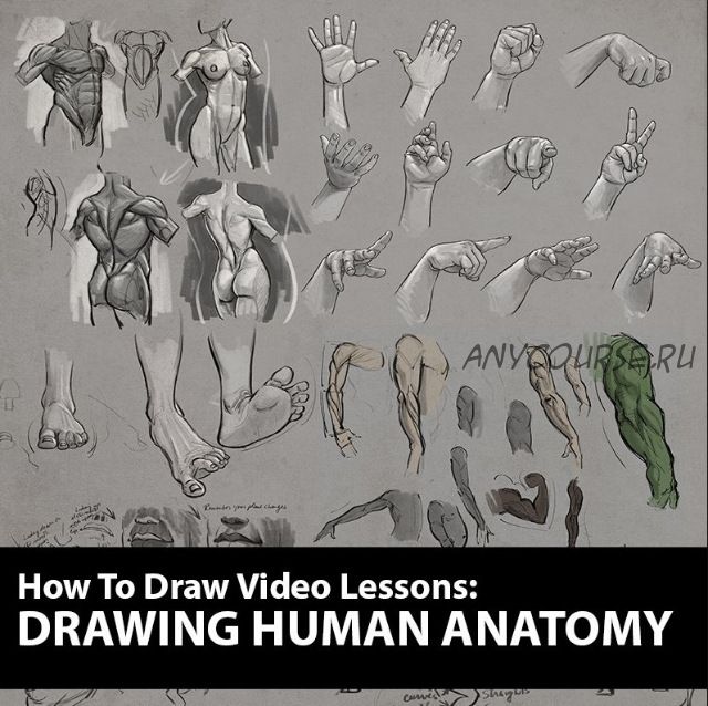 Как рисовать: рисуем анатомию человека / How to Draw: Drawing Human Anatomy (Аарон Блейз)