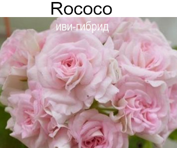 Пеларгония иви-гибрид Rococo