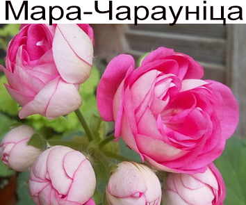 Пеларгония розебудная Мара-Чараунiца