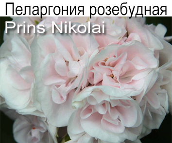 Пеларгония розебудная Prins Nikolai