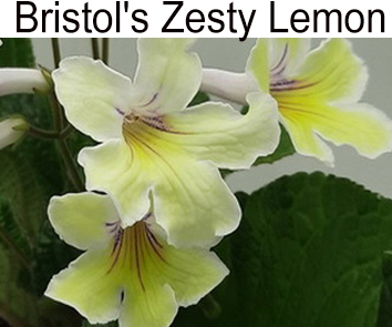Bristol’s Zesty Lemon (миниатюрный сорт)