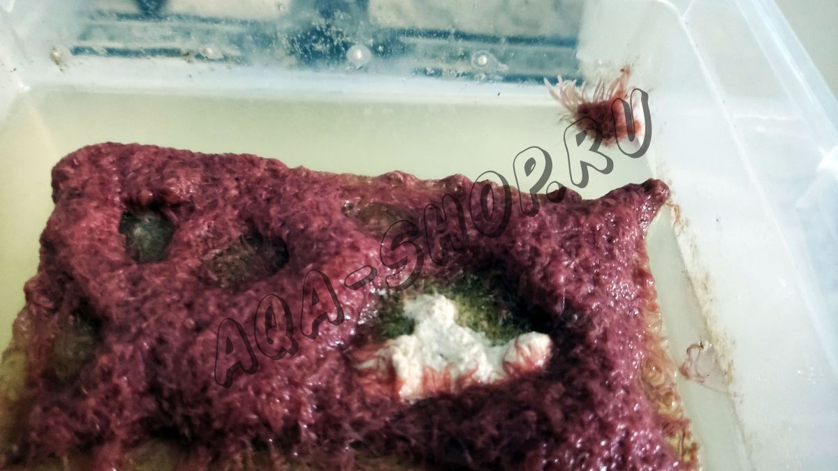 Разведение гриндальского червя в домашних условиях | Рыболовный сайт