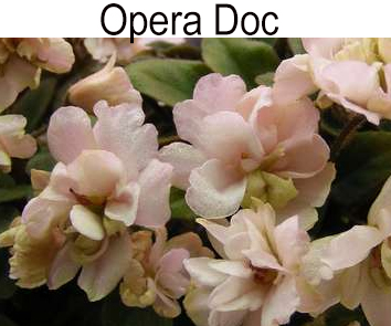 Opera Doc мини-трейлер