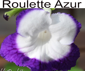 Roulette Azur (P. Kleszczynski)