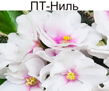 ПТ-Ниль (Т. Пугачева) стандарт