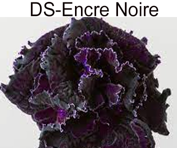 DS-Encre Noire (Еникеев)