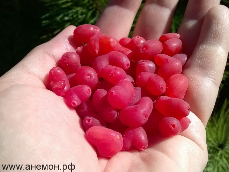 Жимолость Красноплодная съедобная (ягода в форме сердечка)