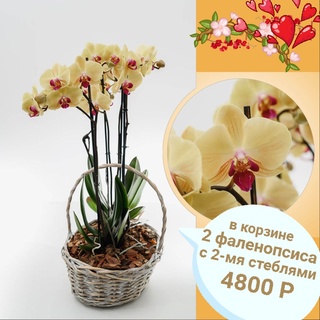 Корзина с орхидеями № 2