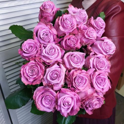 Фиолетовая роза Эквадор 60см