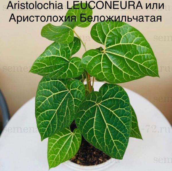 Aristolochia LEUCONEURA или Аристолохия Беложильчатая