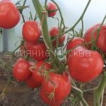 Tomat-yunga-zip-Myazina