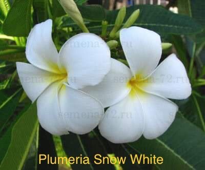 Plumeria Snow White