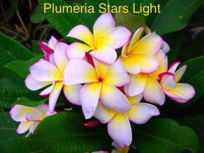 Plumeria Stars Light
