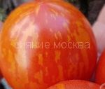 Tomat-Tigiretta-zip-Myazina
