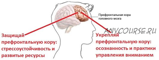 Стресс. Осознанная стрессоустойчивость (Андрей Беловешкин)