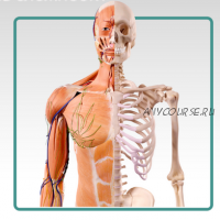 [move4s] Основы анатомии (Леля Савосина)
