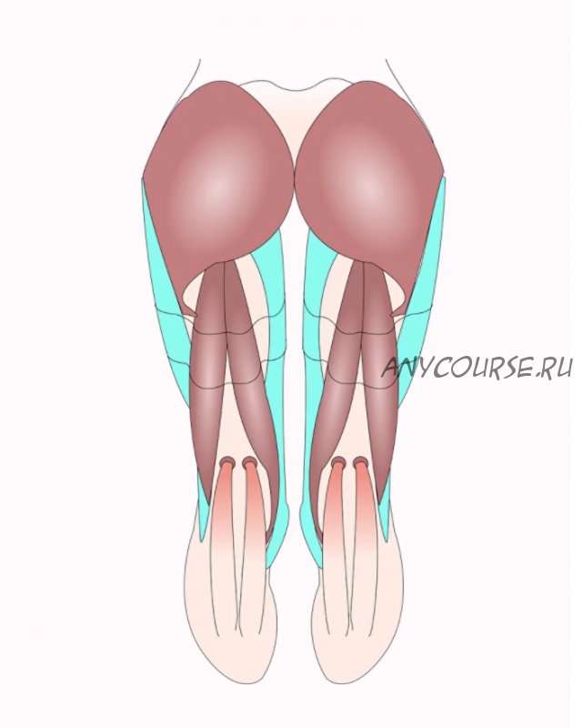 [МГХПА] Мышцы ног (Александр Рыжкин)