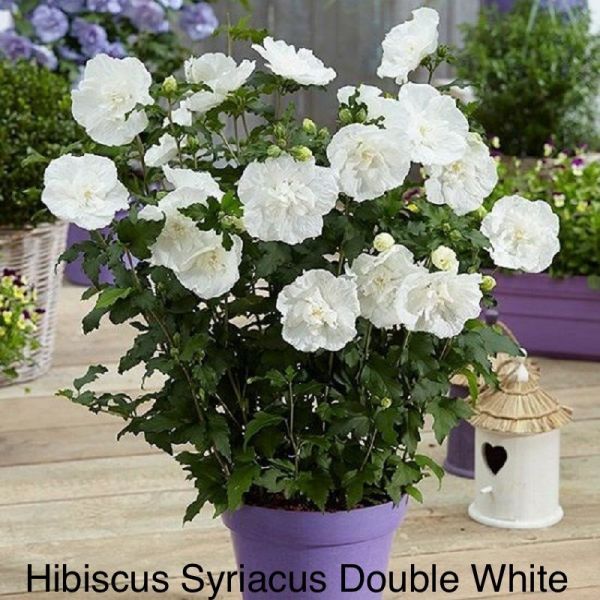 Hibiscus Syriacus Double White