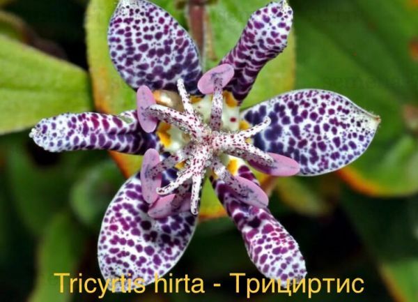 Tricyrtis hirta - Трициртис, Жабья лилия