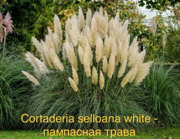 Cortaderia selloana white - Пампасная трава белая