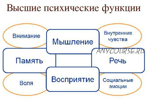 Диагностика и развитие ВПФ. Ранний возраст (Елена Бежан)