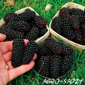 Blackberry Giant