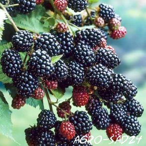 Blackberry Natchez