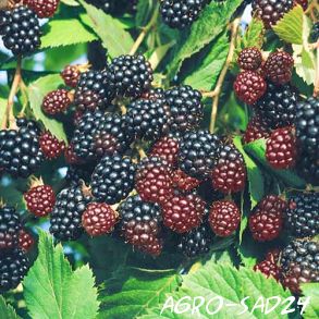 Blackberry Černý princ