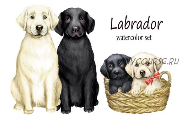 [Creativefabrica] Labrador Dog Clipart. Dog, Favorite Pet (EvArtPrint)