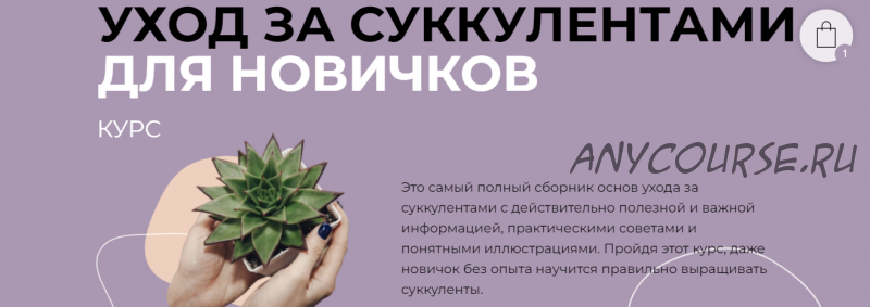 Уход за суккулентами для новичков (succulents_one_love)