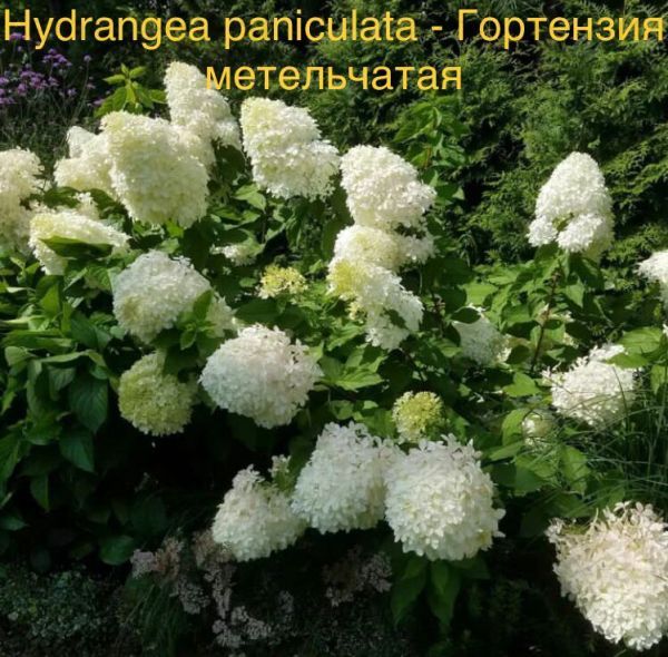 Hydrangea paniculata - Гортензия метельчатая
