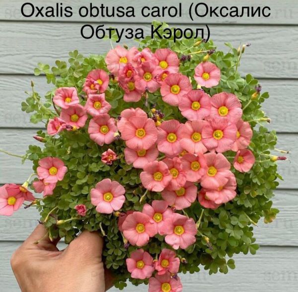 Oxalis obtusa сarol (Оксалис Обтуза Кэрол)