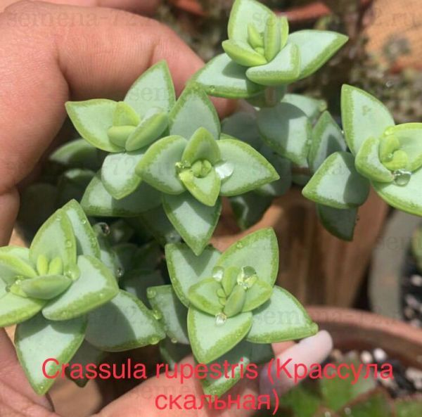 Crassula rupestris (Крассула скальная)