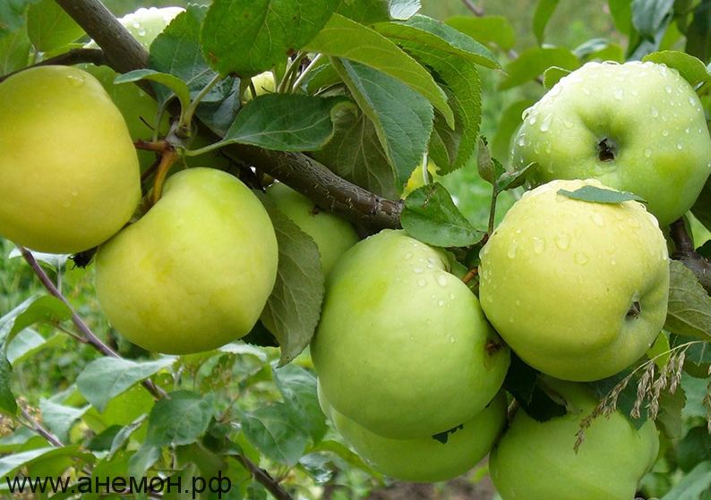 Саженец яблони Антоновка