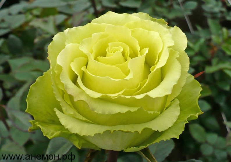 Роза чайно-гибридная "Лимбо"