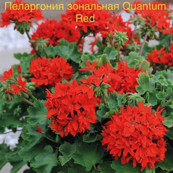 Пеларгония зональная Quantum Red