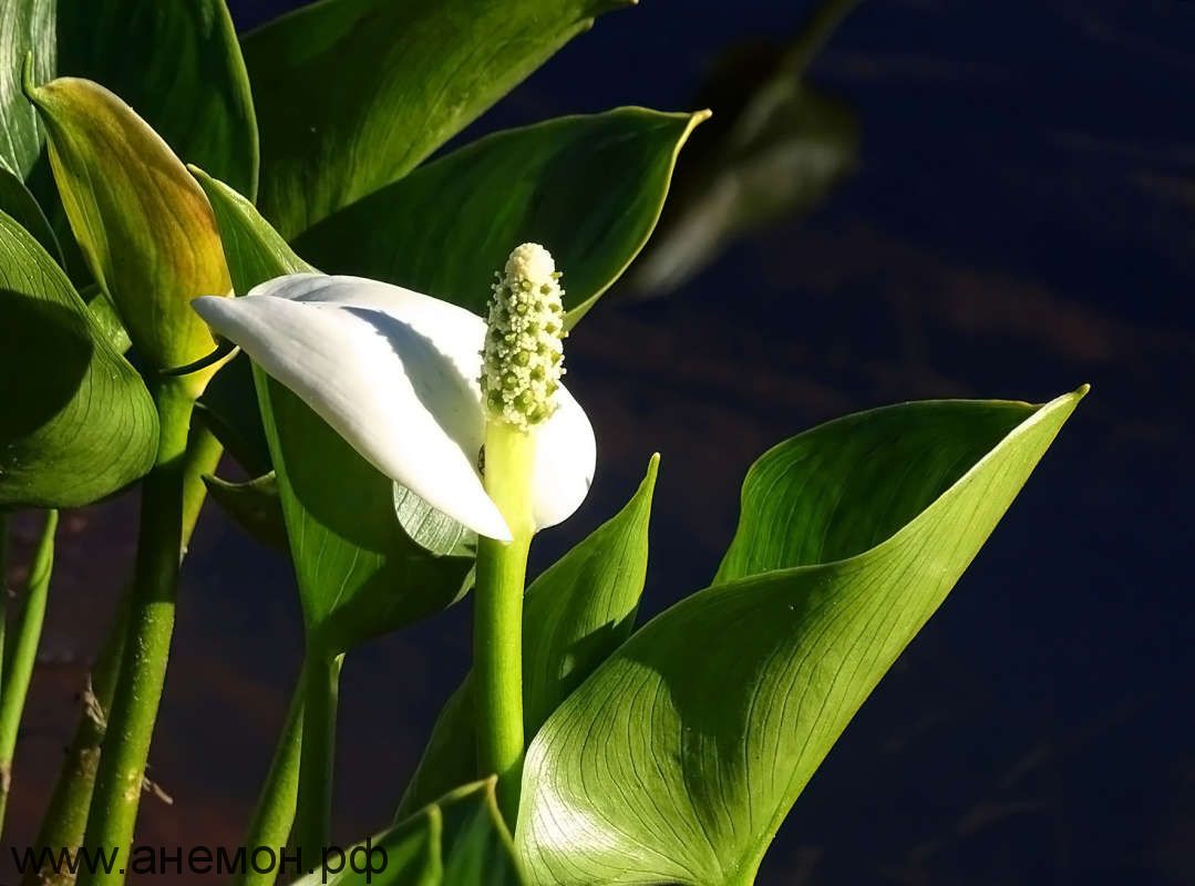 Початок цветок. Белокрыльник боло́тный. Белолокрыльник болотный. Белокрыльник (Калла). Белокрыльник болотник.