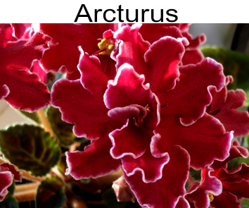 Arcturus (J. Eyerdom)