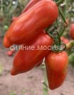 Tomat-Sladkij-Kassadi-zip-Myazina