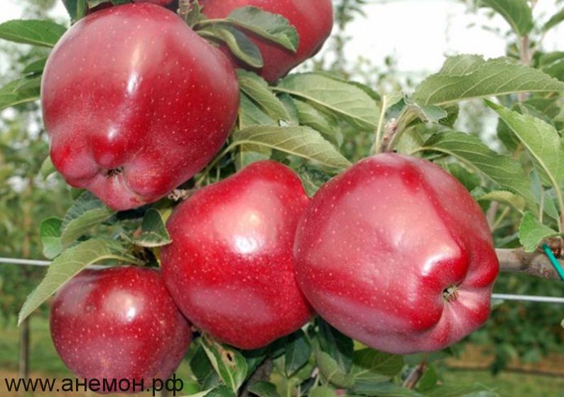 Сроки хранения яблони Пирос