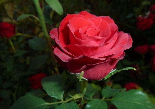 Роза чайно-гибридная "Селена"