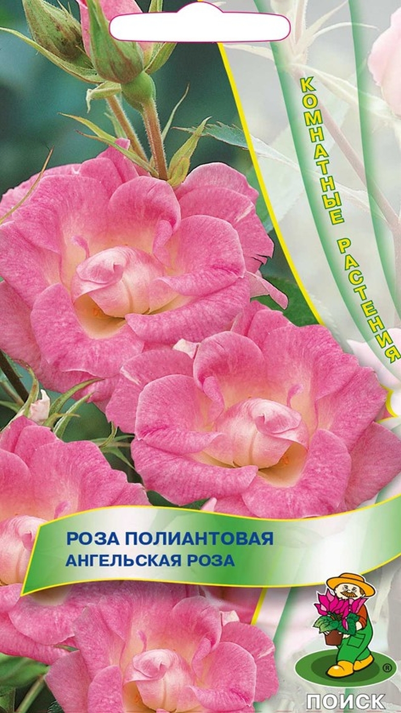 Комнатные растения. Роза полиантовая Ангельская роза 5шт. Набор из 3-х упаковок.