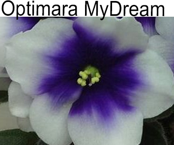 Optimara my Dream (M. Holtkamp)